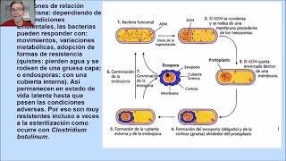 Funciones de nutrición reproducción y relación bacteriana V31 [upl. by Yenaled98]