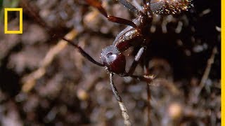 Les fourmis légionnaires sèment la mort dans la forêt tropicale [upl. by Couq]