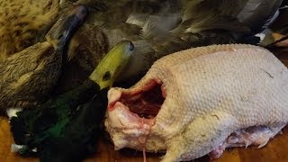 How To Prepare And Cook A Duck part 1Bird Preparation [upl. by Azar]