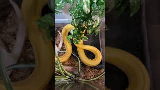 Reticulated Python Enclosure Renovation Rescue [upl. by Dyanne]