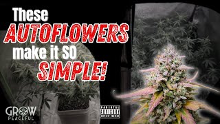 How to grow AUTOFLOWERS using a trellis net  after 2 weeks [upl. by Jone]