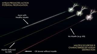 How Myelin Speeds Up Neuron Action Potentials [upl. by Selegna]