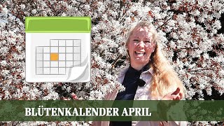 Blütenkalender April  Kamelien Zierkirschen Magnolien Felsenbirne Gedenkemein Tulpen [upl. by Linder]