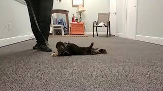 cocker spaniel 11 week old puppy training obedience training w cat as distraction  NO TREATS [upl. by Lapo]