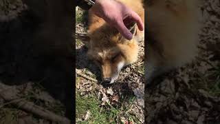 Petting Finnegan Fox [upl. by Enelyk]