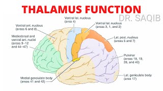 Thalamus Function [upl. by Weihs]