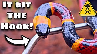 The DEADLIEST CORAL SNAKE BITE In THE US [upl. by Alamap]