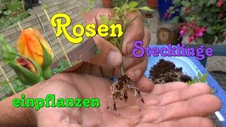 Rosen Stecklinge einpflanzen Roses cuttings planting [upl. by Manno88]