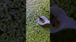 PLANTAS Flotantes Reproducción RÁPIDA 🍀🍀 aquarium guppy fish peces bettafish snail pez [upl. by Goer]