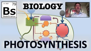 Photosynthesis Overview [upl. by Anesuza107]