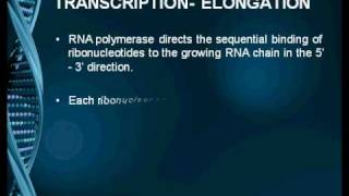 Transcription in Eukaryotes [upl. by Jd897]