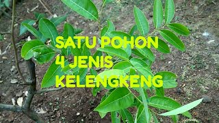 SATU POHON EMPAT JENIS KELENGKENG dengan sambung susu [upl. by Ruthy933]