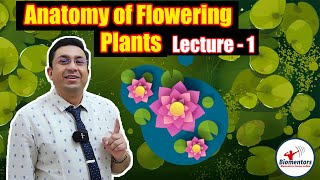 Anatomy of Flowering Plants  NEET  Secondary Growth in Dicot Stem  Part 2  Neela Bakore [upl. by Noirrad]