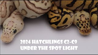 2024 Hatchlings C2 to C9 under the spotlight [upl. by Ynez]