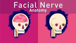 Complete Facial Nerve Anatomy [upl. by Oderfliw]