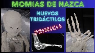 momiasdenazca  Dos nuevos tridáctilos grandes [upl. by Oicaro]