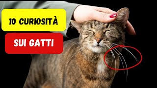 Le 10 CURIOSITÀ sorprendenti sui GATTI che nessuno ti ha MAI raccontato [upl. by Sandon]