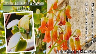 Kalanchoe PanamensisKalanchoe Marnieriana Plant care  Different succulents for hanging baskets [upl. by Notlef174]