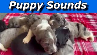 Puppy Sounds  Sounds Dogs Love [upl. by Andreas]