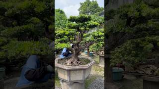 整理maintenancepruning for podocarpus Podocarpus 晶鑽羅漢松 [upl. by Ervin]