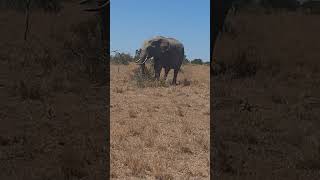 Amazing OL PEJETA Conservancy at Nanyuki Kenya a lot to see wildlife nature careforthefuture [upl. by Feodor]