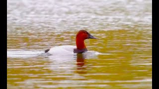 Canvasback 帆背潛鴨 [upl. by Donaghue]