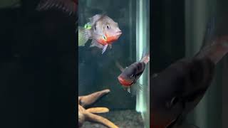 Freshwater Community Aquarium Fish 🔥 Firemouth Cichlid tropicalfish aquarium cichlids 魚 ikan [upl. by Pansy]