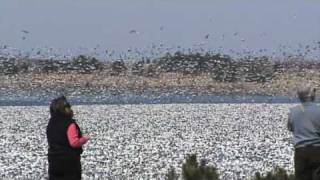 snow geese at branch oak lake [upl. by Morgana804]