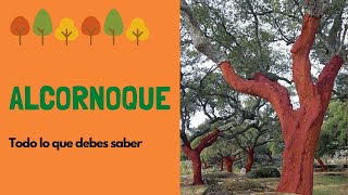 Alcornoque todo sobre este increíble árbol [upl. by Gavrah773]