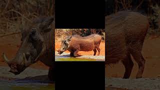 Warthog Sound wildanimalssounds animalsounds animals animalsouds soundofanimals [upl. by Eng]