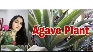 How to care Agave plantएगेव के पौधे की देखरेख कैसे करें [upl. by Anitnerolf]