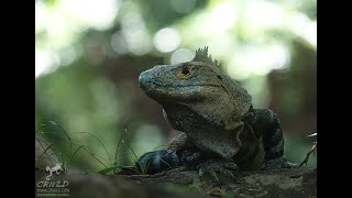 CTENOSAURA SIMILIS THE KOMODO DRAGON OF COSTA RICA [upl. by Delilah]