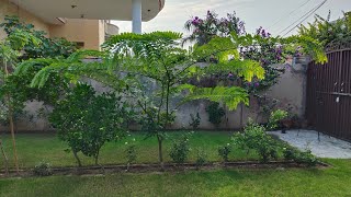 All about cassia javanica  Rainbow Shower Tree [upl. by Sivatco502]