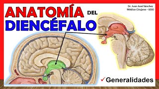 🥇 Anatomía del DIENCÉFALO Generalidades ¡Explicación Sencilla [upl. by Eirrak183]