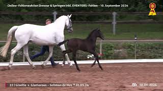 Lot 22 v Glamorous  Soliman de Hus [upl. by Xavler]