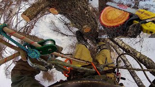 Dude this Tree is Like a Rock Its Completely Frozen [upl. by Pickar]