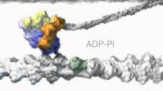 Animation of Myosinbased motility muscle contraction [upl. by Hickie]