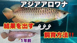 アロワナにビタミン！？一ヶ月でどう変化する？熱帯魚アクアリウムarowana [upl. by Hermie]