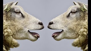 Sheep bleating Sound  Animal sounds HD [upl. by Adoh949]