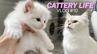 Litter Training and Cat Room Tour  CATTERY LIFE VLOG 10 [upl. by Aynosal385]