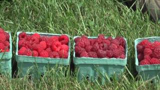 Different Varieties of Raspberries Part 1 [upl. by Bound972]