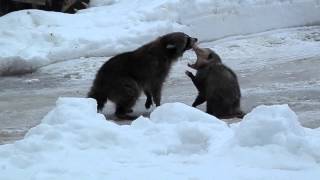 Raccoon amp opossum fight [upl. by Denna]