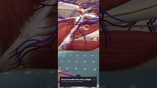 Fascia iliaca Anatomy by Augmented Reality  3D4 Medical’s Complete Anatomy App [upl. by Collin]