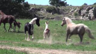 Guided Bus Tour at the Black Hills Wild Horse Sanctuary [upl. by Wershba441]