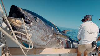 MASSIVE 10ft Tuna We Broke a Record Commercial Bluefin Tuna Fishing [upl. by Eidissac]