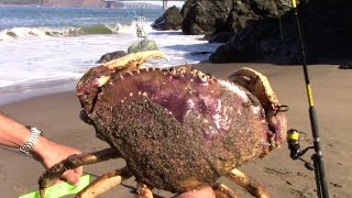 First Dungeness Crabs of 20162017 Season [upl. by Jo873]