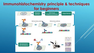 Immunohistochemistry Explained Principle and Techniques for beginners [upl. by Mead]