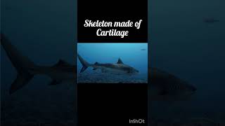 cartilage fishes Chondrichthyes animalkingdom chordata pisces diversity sharks predators [upl. by Anthea]