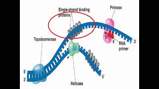 Enzymes of DNA Replication and Synthesis [upl. by Lib53]