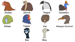 Every Flightless Birds Explained in 7 Minutes [upl. by Pyszka]